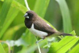 Mniszka białorzytna - Lonchura striata - White-rumped Munia