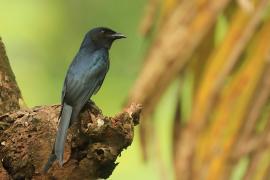 Dziwogon białobrzuchy - Dicrurus caerulescens - White-bellied Drongo