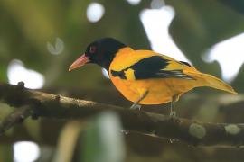 Wilga złotogrzbieta - Oriolus xanthornus - Black-hooded Oriole