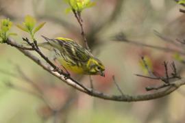 Kulczyk zwyczajny - Serinus serinus - European Serin