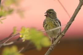 Kulczyk zwyczajny - Serinus serinus - European Serin