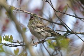 Kulczyk zwyczajny - Serinus serinus - European Serin