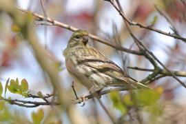 Kulczyk zwyczajny - Serinus serinus - European Serin