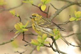 Kulczyk zwyczajny - Serinus serinus - European Serin