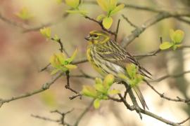 Kulczyk zwyczajny - Serinus serinus - European Serin