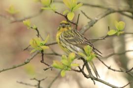 Kulczyk zwyczajny - Serinus serinus - European Serin