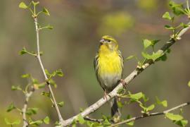 Kulczyk zwyczajny - Serinus serinus - European Serin