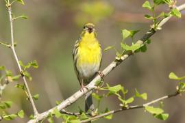 Kulczyk zwyczajny - Serinus serinus - European Serin