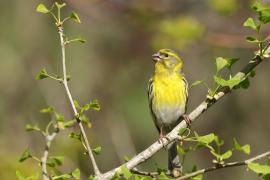 Kulczyk zwyczajny - Serinus serinus - European Serin