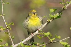 Kulczyk zwyczajny - Serinus serinus - European Serin