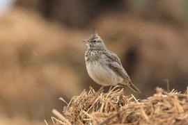 Dzierlatka - Galerida cristata - Crested Lark