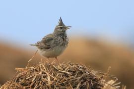Dzierlatka - Galerida cristata - Crested Lark