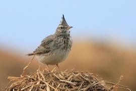 Dzierlatka - Galerida cristata - Crested Lark