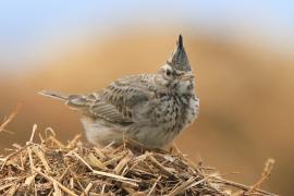 Dzierlatka - Galerida cristata - Crested Lark