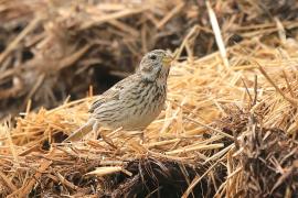 Potrzeszcz - Emberiza calandra - Corn Bunting