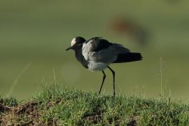 Czajka srokata - Vanellus armatus - Blacksmith Lapwing