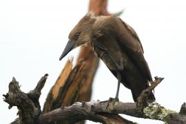 Waruga - Scopus umbretta - Hamerkop