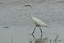 Czapla biała - Ardea alba - Western Great Egret
