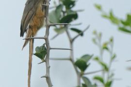 Czepiga rudawa - Colius striatus - Speckled Mousebird