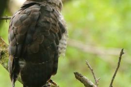 Gadożer krótkoskrzydły - Circaetus fasciolatus - Southern Banded Snake Eagle
