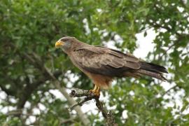 Kania egipska - Milvus aegyptius - Yellow-billed Kite