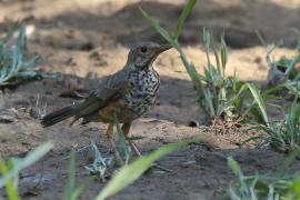 Drozd ogorzały - Turdus olivaceus - Olive Thrush