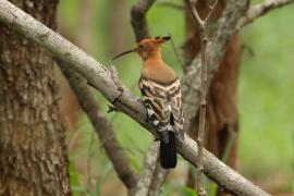 Dudek rdzawy - Upupa epops africana - African Hoopoe