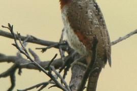 Krętogłów afrykański - Jynx ruficollis - Red-throated Wryneck
