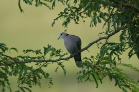 Synogarlica popielata - Streptopelia capicola - Ring-necked Dove