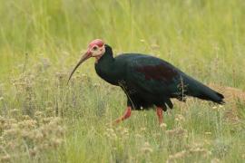 Ibis łysy - Geronticus calvus - Southern Bald Ibis