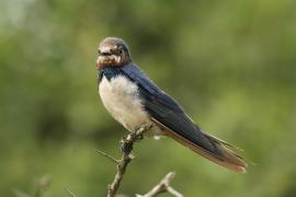 Dymówka - Hirundo rustica - Barn Swallow