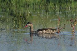 Srebrzanka czerwonodzioba - Anas erythrorhyncha - Red-billed Duck
