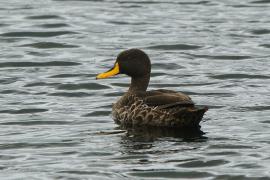 Kaczka żółtodzioba - Anas undulata - Yellow-billed Duck