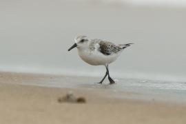 Piaskowiec - Calidris alba - Sanderling