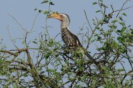 Toko czerwonolicy - Tockus leucomelas - Southern Yellow-billed Hornbill