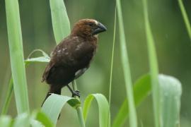 Brunatniczka - Amblyospiza albifrons - Grosbeak Weaver