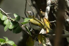 Nikornik żółtopierśny - Apalis flavida - Yellow-breasted Apalis