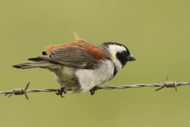 Wróbel czarnogłowy - Passer melanurus - Cape Sparrow