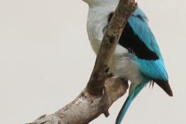 Łowiec jasny - Halcyon senegalensis - Woodland Kingfisher