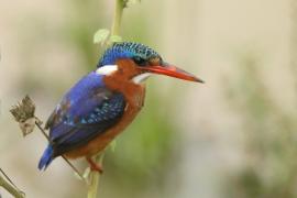 Zimorodek malachitowy - Corythornis cristatus - 	African Malachite Kingfisher