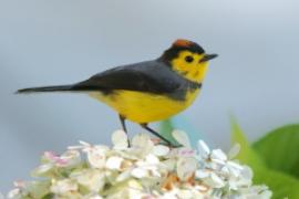 Kostaryka ptaki część 2 - Costa Rica birds part 2