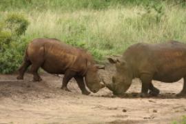 RPA - South Africa