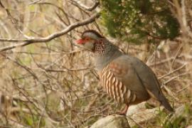 Wyspy Kanaryjskie ptaki - Canary Islands birds