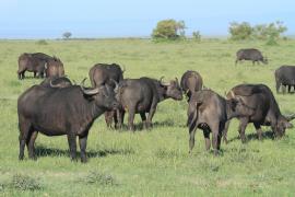 Bawół afrykański - Syncerus caffer - African buffalo