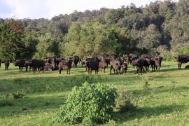 Bawół afrykański - Syncerus caffer - African buffalo