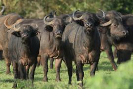 Bawół afrykański - Syncerus caffer - African buffalo