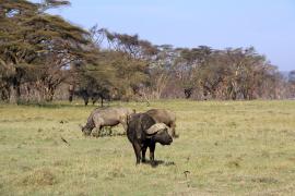 Bawół afrykański - Syncerus caffer - African buffalo