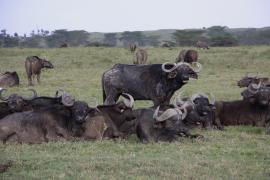 Bawół afrykański - Syncerus caffer - African buffalo