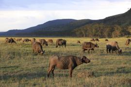 Bawół afrykański - Syncerus caffer - African buffalo