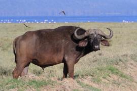 Bawół afrykański - Syncerus caffer - African buffalo